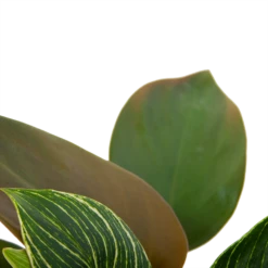 Philodendron White Wave - P13 H30 - Kamerplant -Huisdecoratie philodendron white wave p13 h30 6
