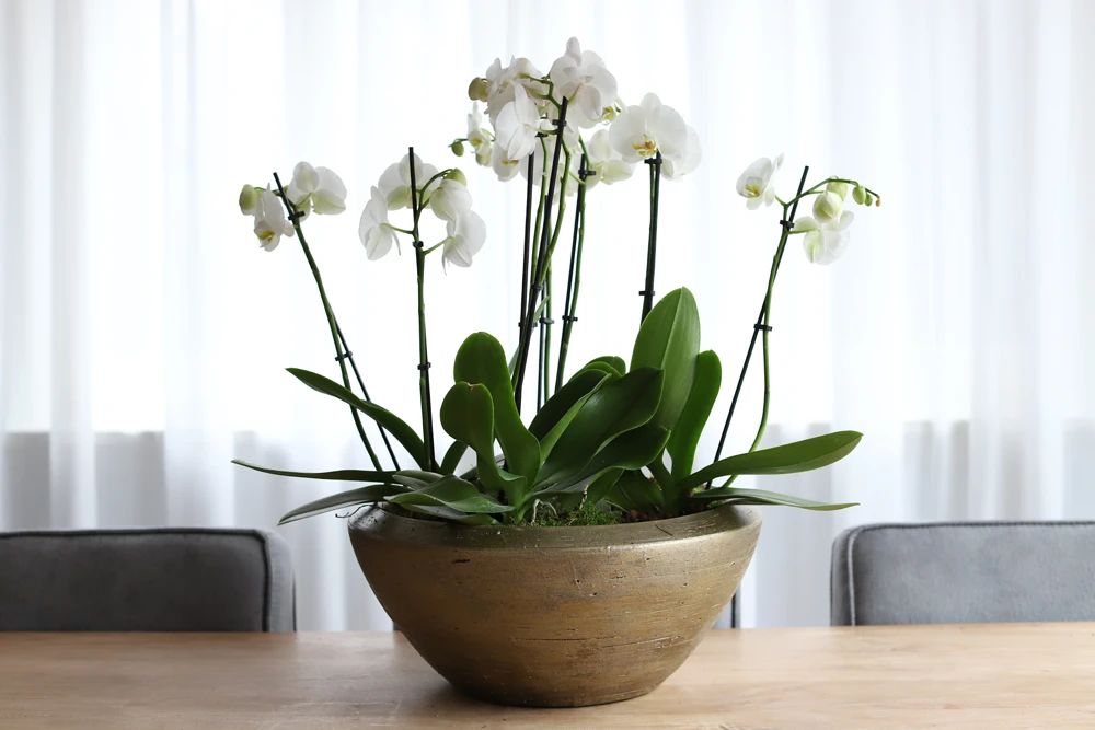 Plantenschaal Kos - D45 X H20cm - Goud 2 Plantenschaal Kos - D45 X H20cm - Goud - Afbeelding 2