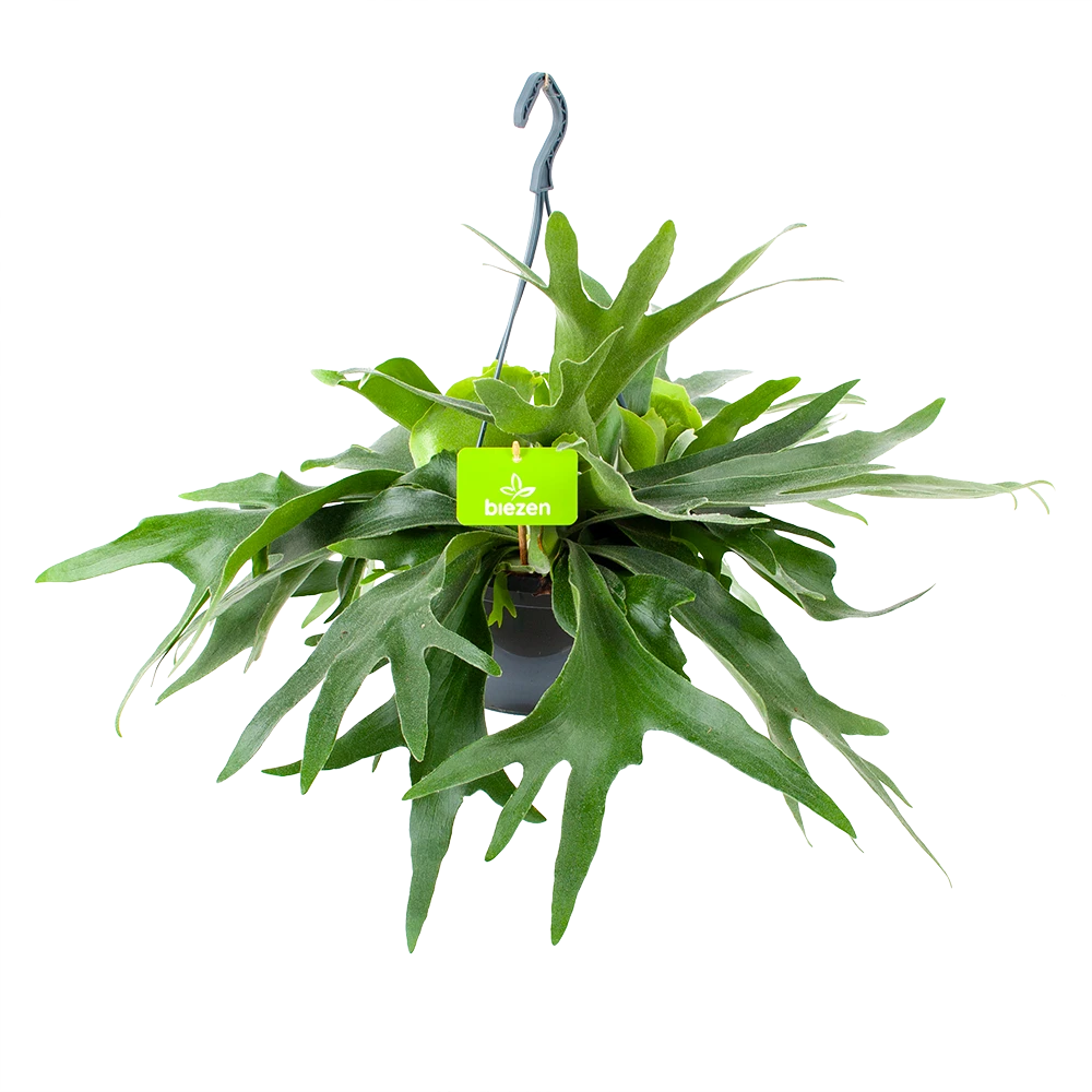 Platycerium Bifurcatum - Hertshoornvaren - In Hangpot - P21 H60 - Kamerplant 1 Platycerium Bifurcatum - Hertshoornvaren - In Hangpot - P21 H60 - Kamerplant