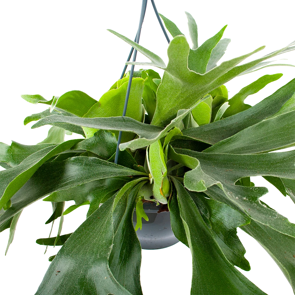 Platycerium Bifurcatum - Hertshoornvaren - In Hangpot - P21 H60 - Kamerplant 2 Platycerium Bifurcatum - Hertshoornvaren - In Hangpot - P21 H60 - Kamerplant - Afbeelding 2