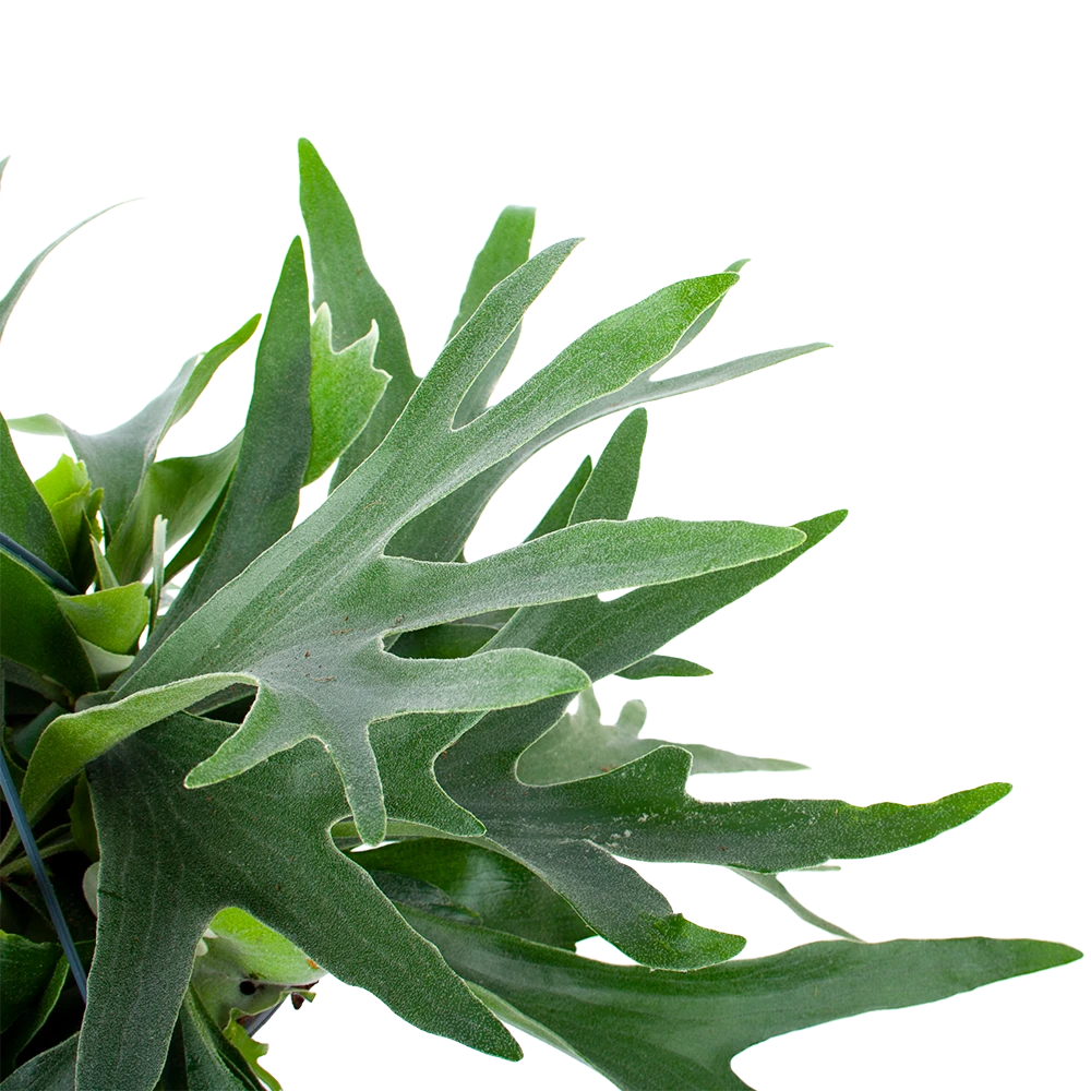 Platycerium Bifurcatum - Hertshoornvaren - In Hangpot - P21 H60 - Kamerplant 3 Platycerium Bifurcatum - Hertshoornvaren - In Hangpot - P21 H60 - Kamerplant - Afbeelding 3