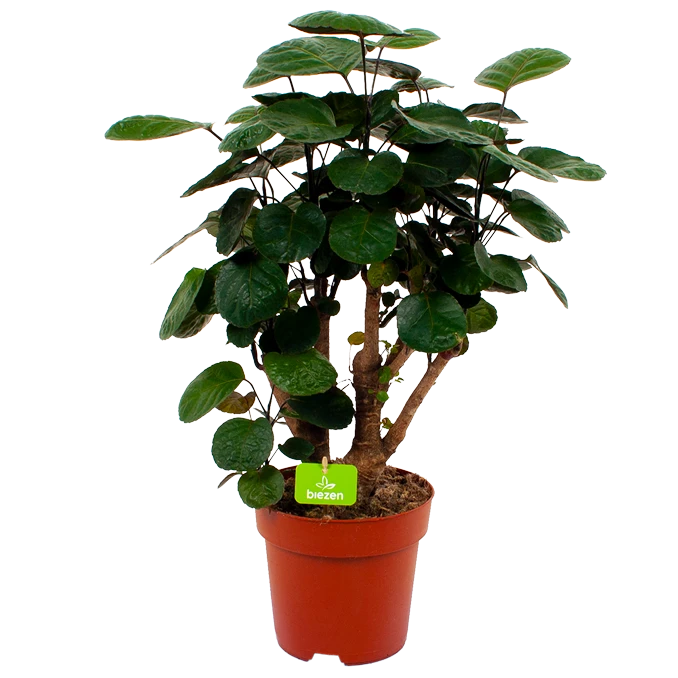 Polyscias Lemon - Aralia - P19 H65 - Kamerplant 1 Polyscias Lemon - Aralia - P19 H65 - Kamerplant