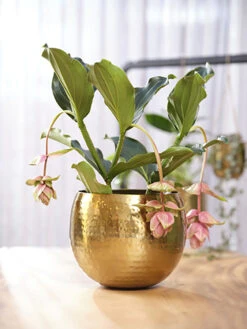 Bloempot Kody - D23 X H19cm - Goud 5 Bloempot Kody - D23 X H19cm - Goud -Huisdecoratie pot kody gold d23 h19 bloempot 7 11