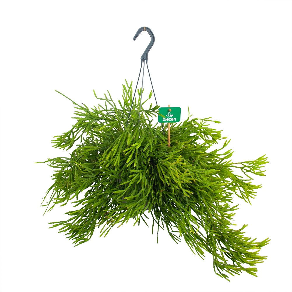 Rhipsalis Ewaldiana - In Hangpot - P17 H40 - Kamerplant 1 Rhipsalis Ewaldiana - In Hangpot - P17 H40 - Kamerplant