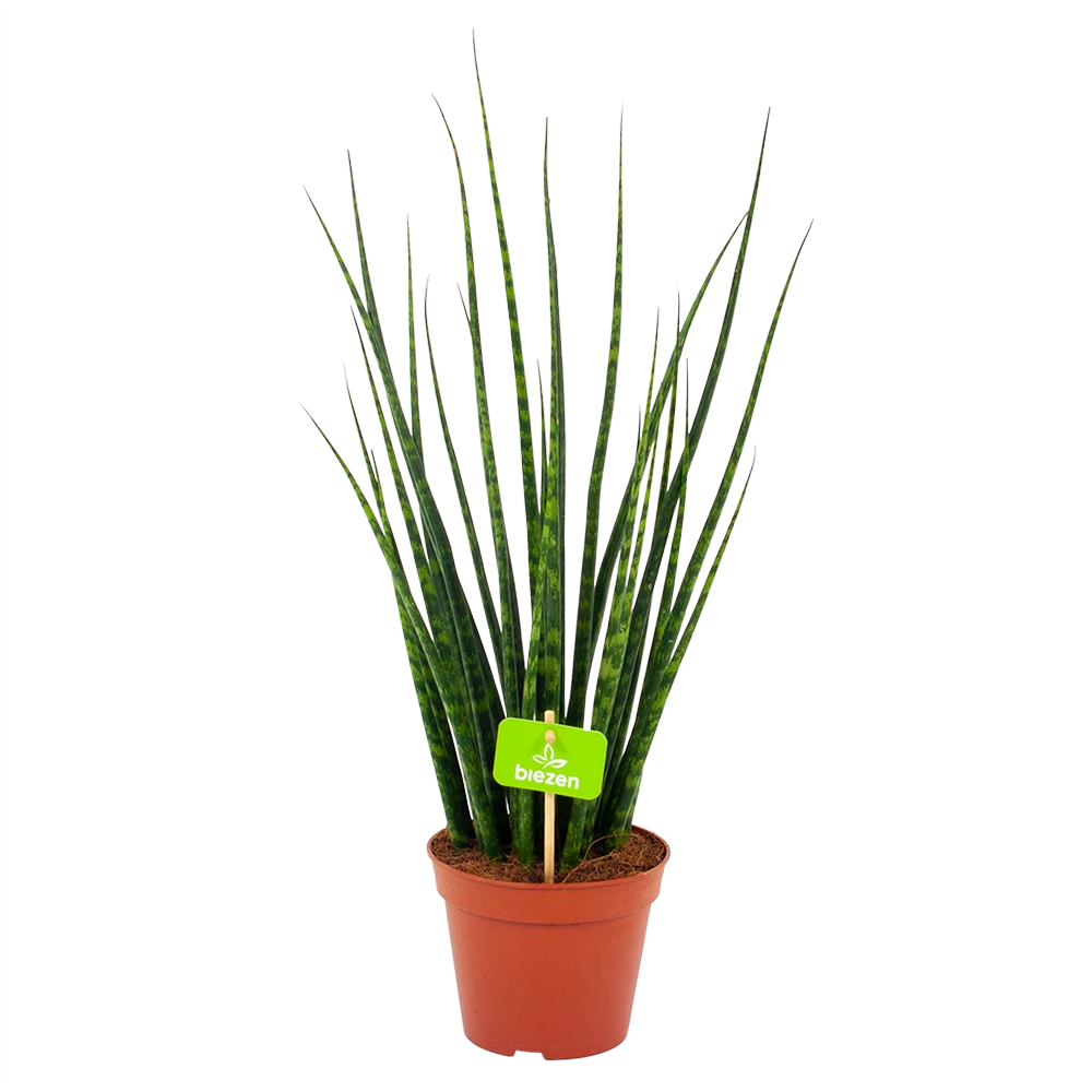 Sansevieria Fernwoord Mikado - Vrouwentong - P14 H55 - Kamerplant 1 Sansevieria Fernwoord Mikado - Vrouwentong - P14 H55 - Kamerplant