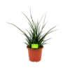 Sansevieria Fernwoord Punk - Vrouwentong - P25 H60 - Kamerplant