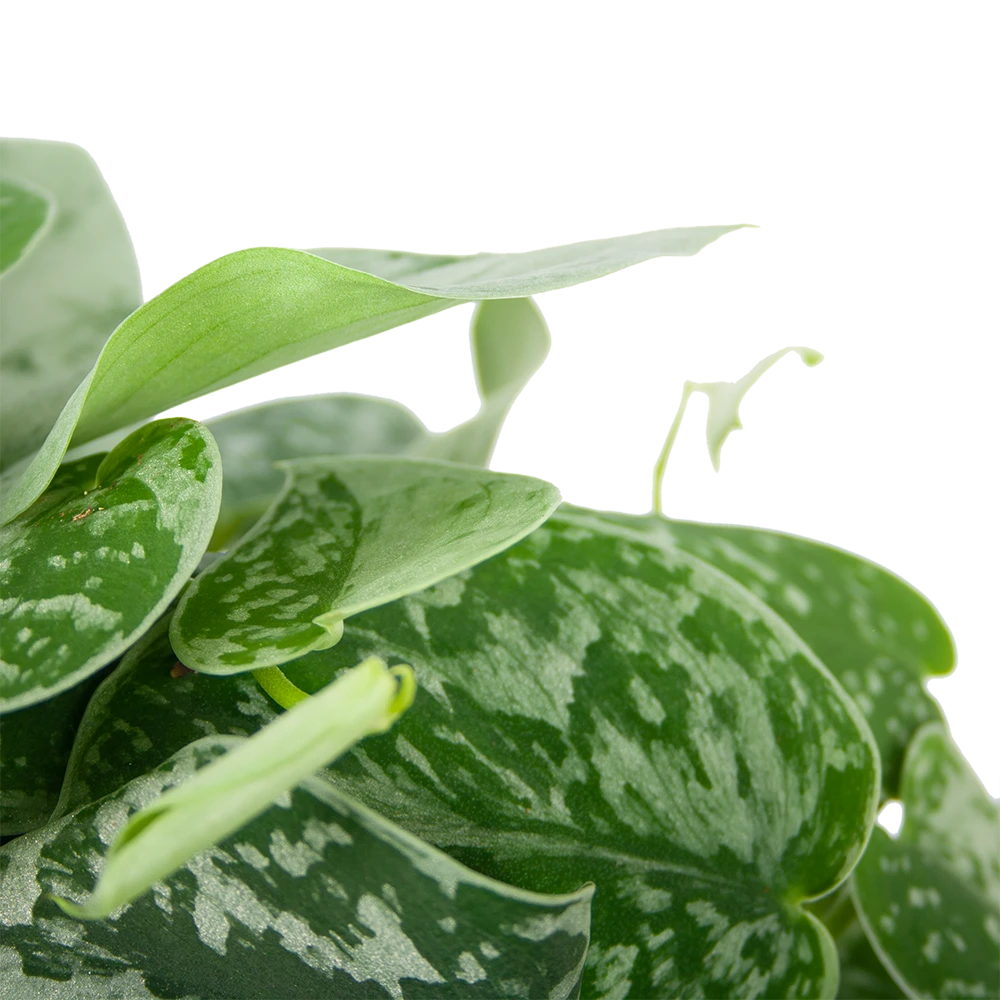 Scindapsus Pictus Silvery Ann - Epipremnum - In Hangpot - P15 H30 - Kamerplant - Afbeelding 2