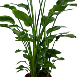 Strelitzia Nicolai - Paradijsvogelpant - P36 H170 - Kamerplant -Huisdecoratie strelitzia nicolai paradijsvogelpant p36 h170 kamerplant 4 1