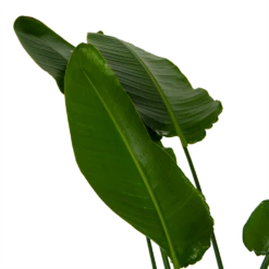 Strelitzia Nicolai - Paradijsvogelpant - P36 H170 - Kamerplant -Huisdecoratie strelitzia nicolai paradijsvogelpant p36 h170 kamerplant 6