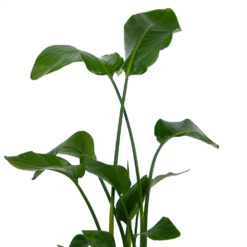 Strelitzia Nicolai - Paradijsvogelplant - P21 H120 - Kamerplant -Huisdecoratie strelitzia nicolai paradijsvogelplant p21 h120 kamerplant 3