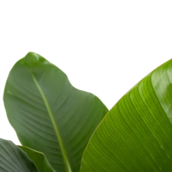 Strelitzia Nicolai - Paradijsvogelplant - P27 H110 - Kamerplant -Huisdecoratie strelitzia nicolai paradijsvogelplant p27 h110 6 2