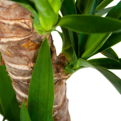 Yucca - Palmlelie - P19 H90 - Kamerplant -Huisdecoratie yucca palmlelie p19 h90 6