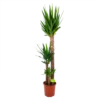 Yucca - Palmlelie - P24 H165 - Kamerplant