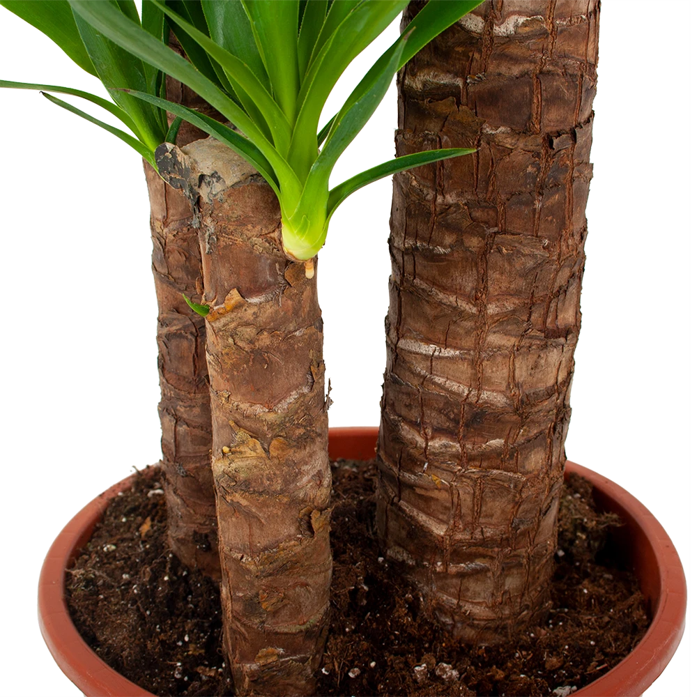 Yucca - Palmlelie - P24 H165 - Kamerplant 2 Yucca - Palmlelie - P24 H165 - Kamerplant - Afbeelding 2