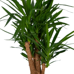 Yucca - Vertakt - Palmlelie - P34 H140 - Kamerplant -Huisdecoratie yucca vertakt palmlelie p34 h140 kamerplant 4
