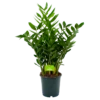 Zamioculcas Zamiifolia - Emerald Palm - P24 H90 - Kamerplant